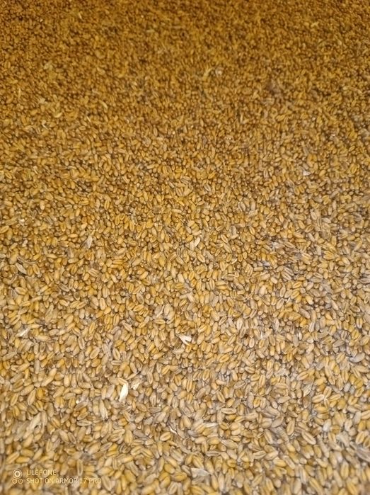 Pszenica, jęczmień, pszenżyto 2025