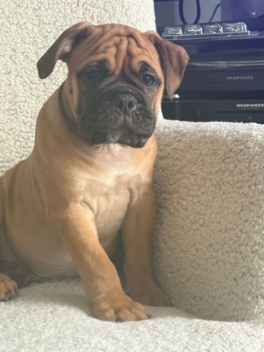 Buldog Kontynentalny