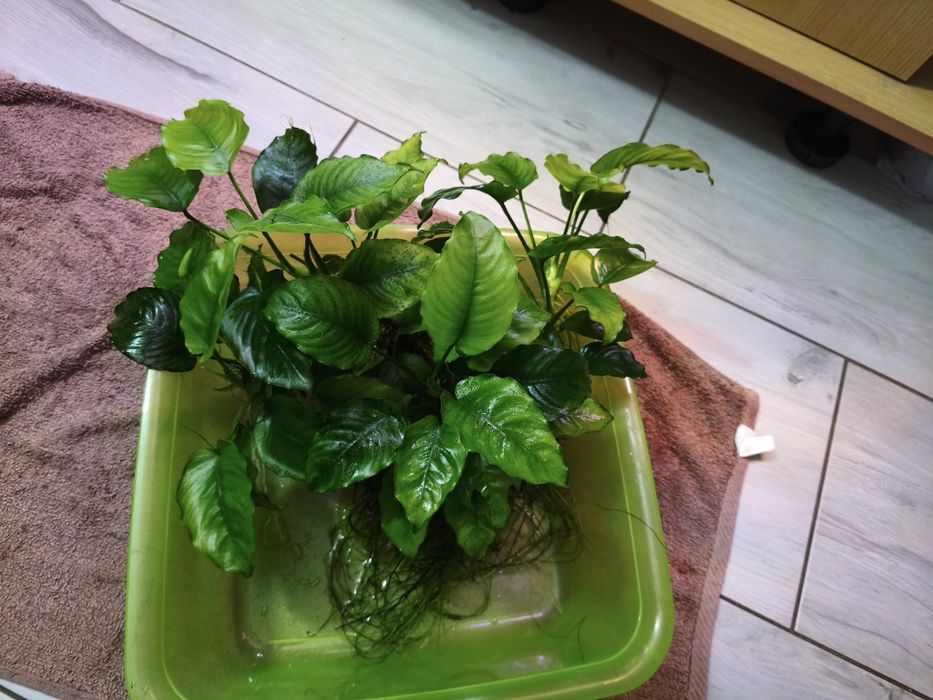 Sprzedam roślinę do akwarium Anubias bardzo duży