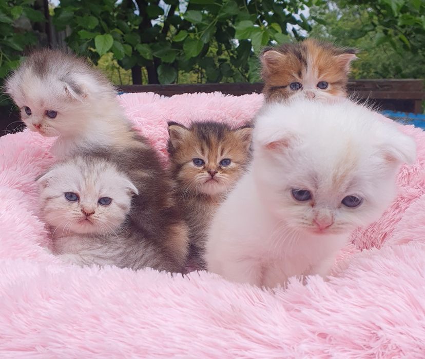 Кошечки Шотланцы прямоушки и вислоушки