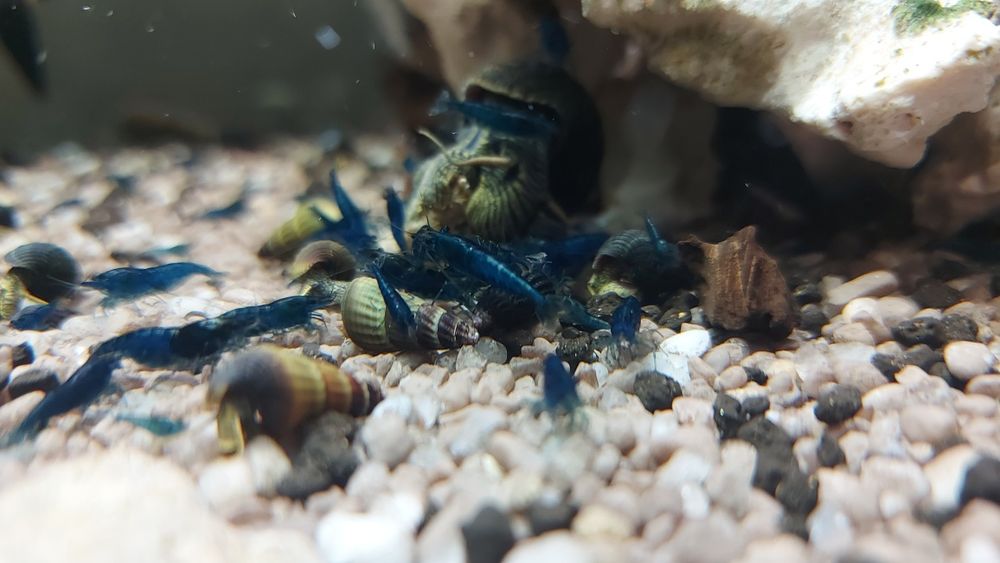 Krewetki blue velvet -10szt.