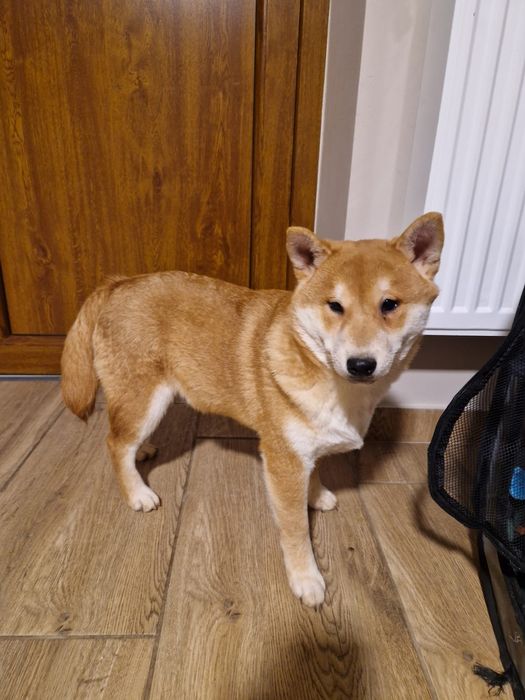 Shiba Inu szczeniak