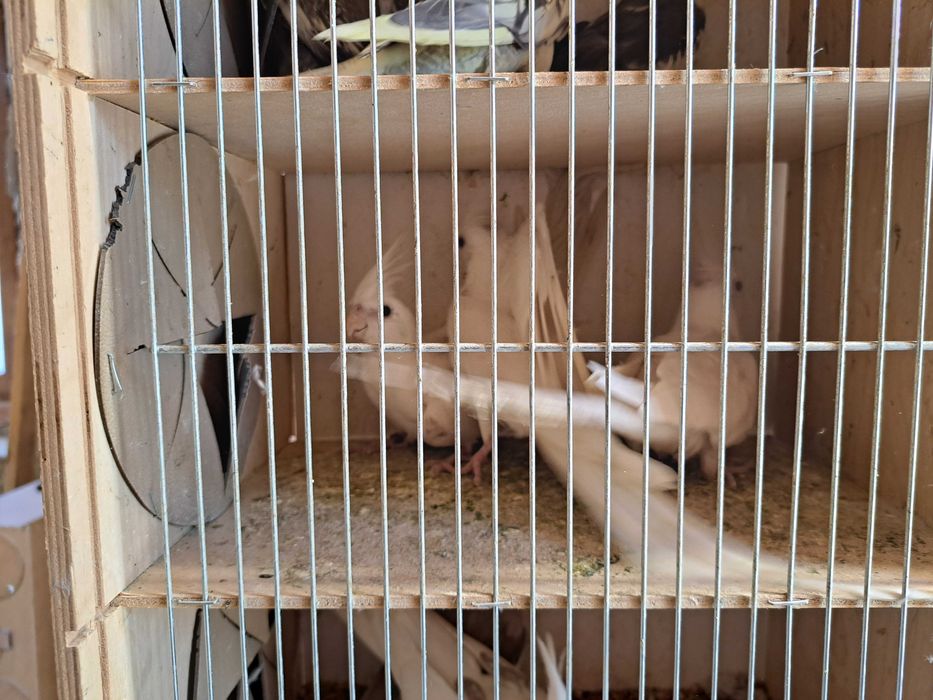 Sprzedam papugi nimfy