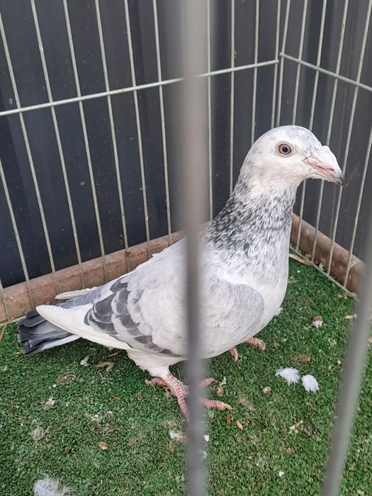 Gołębie staropolskie para