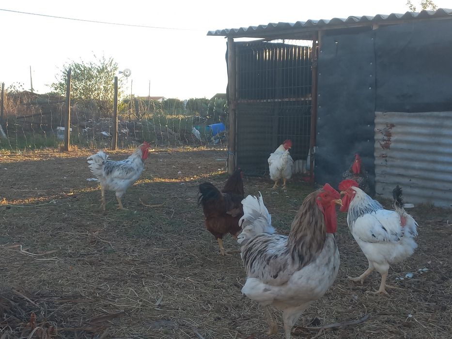 Vendo galos caseiros