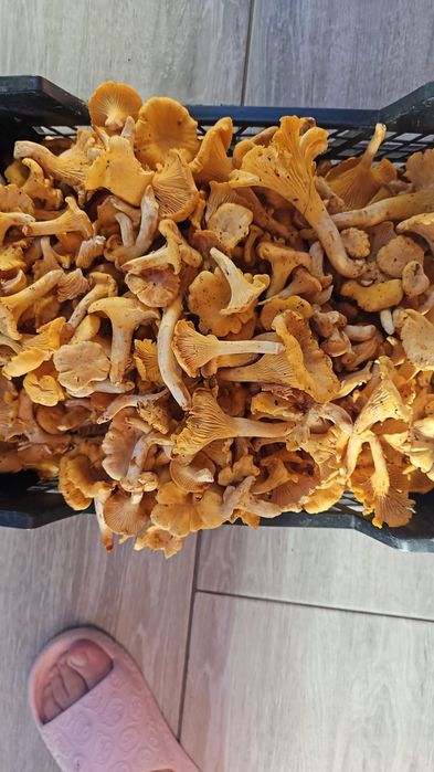 Kurka lesna swieza