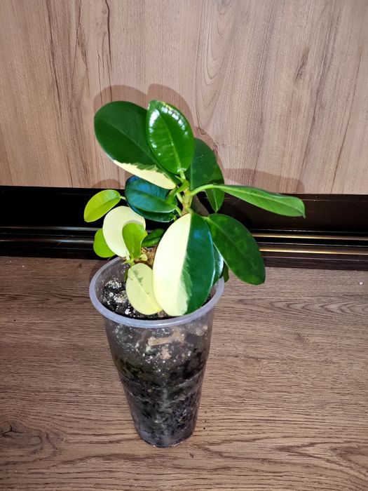 Ficus cv Green Island variegated.Фікус.Філодендрон