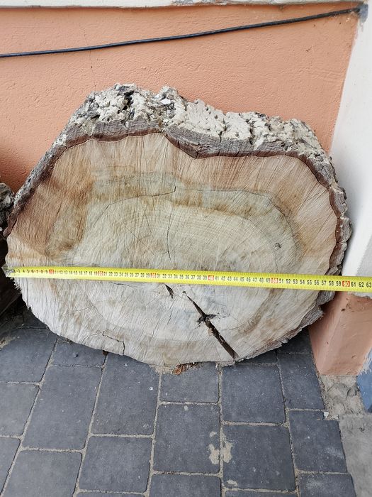 Plaster drzewa krążek orzech