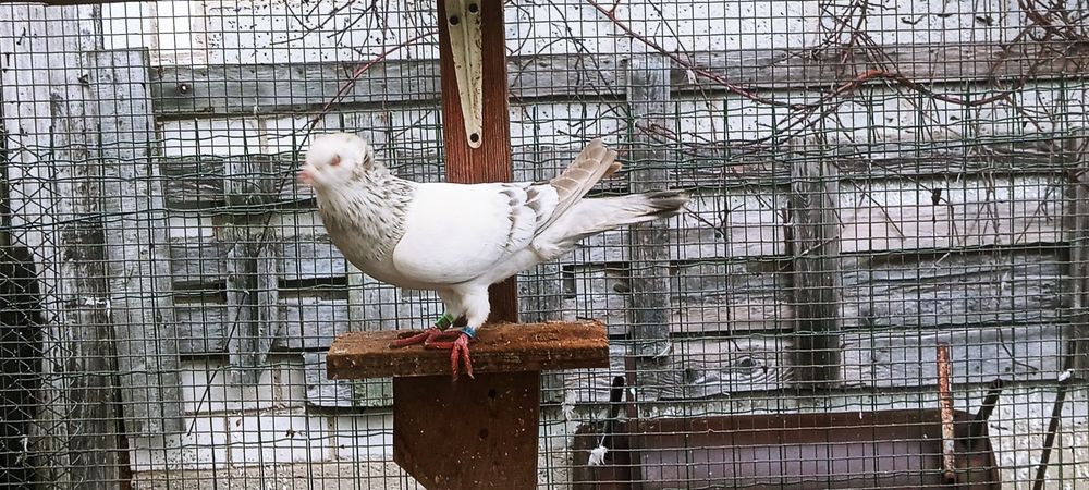 Sprzedam samice falkę