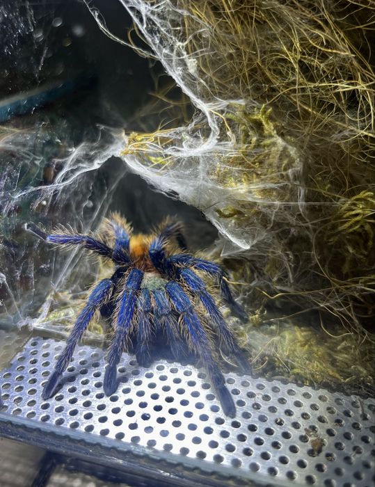 Ptasznik Chromatopelma cyaneopubescens