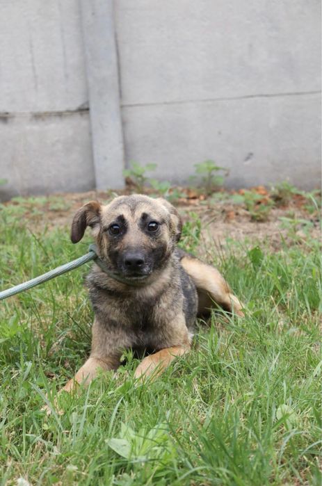 Wyjatkowa suczka do adopcji