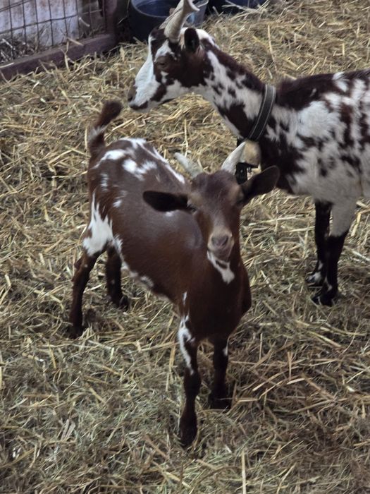 Cabras algarvias