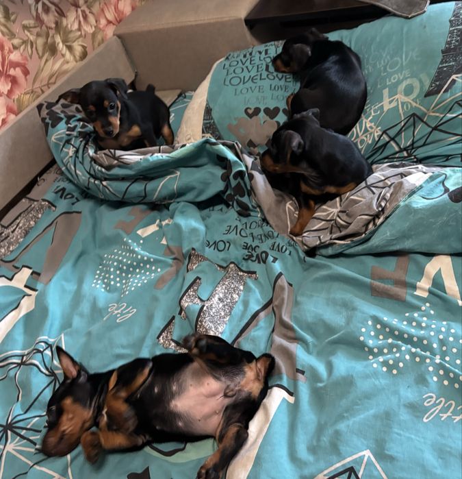 Собаченята Цвергпінчери