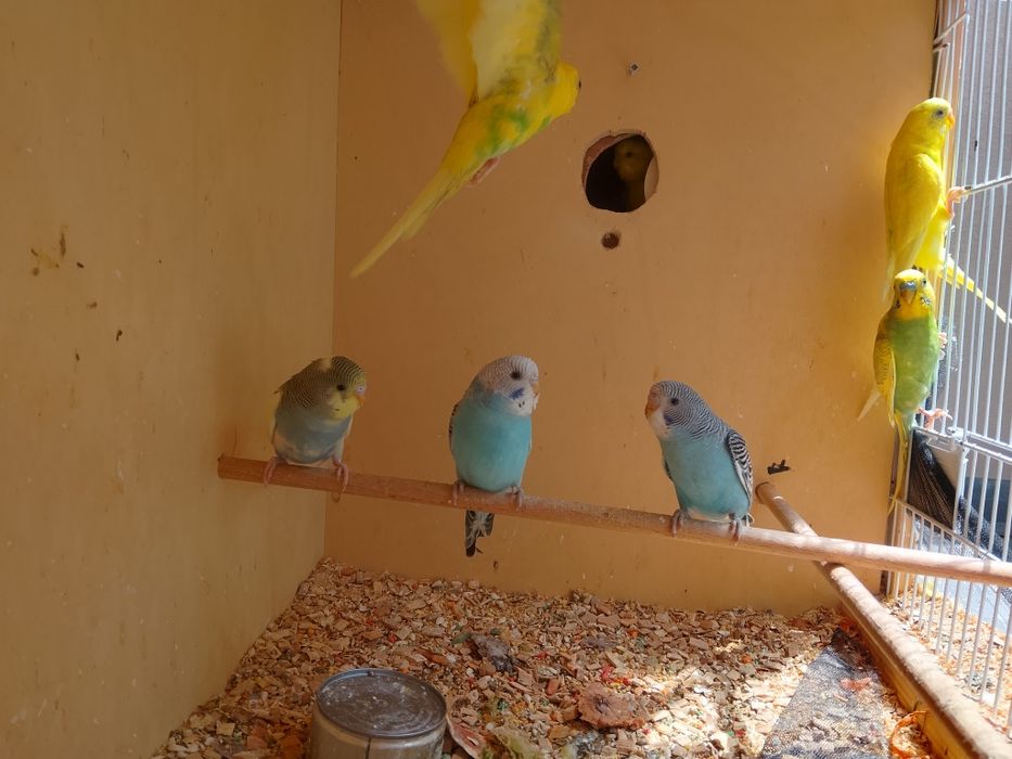 Piriquitos australianos