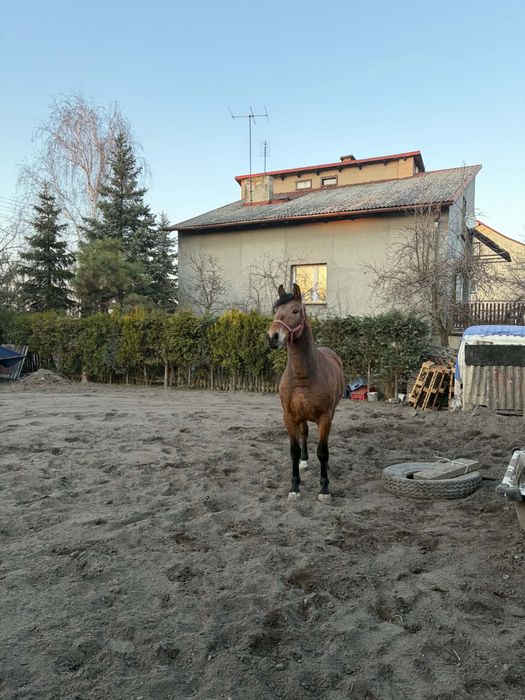 Klacz gniada 3 lata KLACZ GNIADA