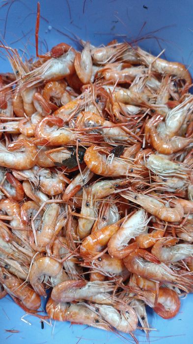 Продам черноморскую креветку