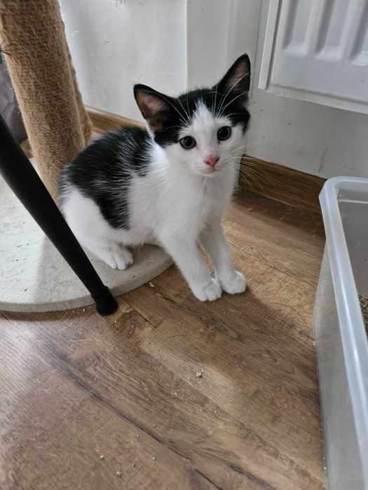 Adopcja słodkich kotków