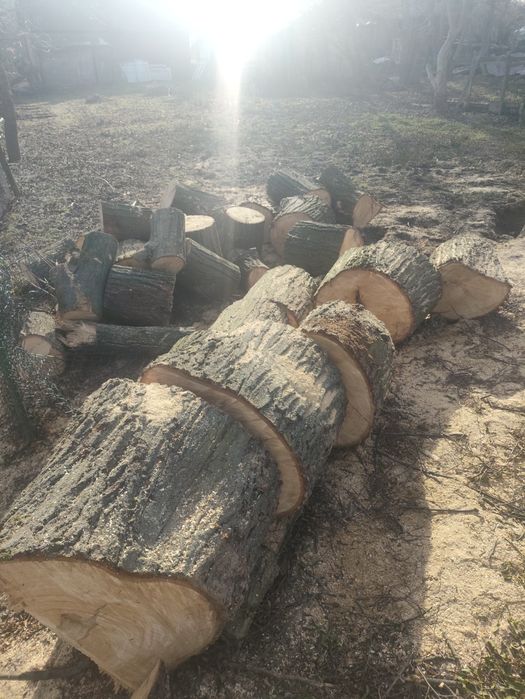 Drewno opałowe lub do rzeźbienia