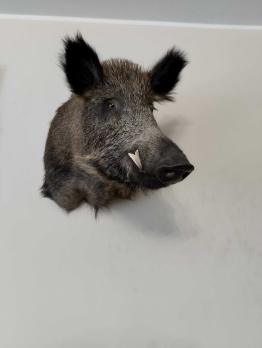 spreparowany wypchany liss trofea lowiectwo eksponat prezent