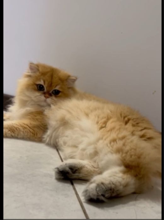 Длинношерстний кот котик  довгошерстний кошенята котята кошка