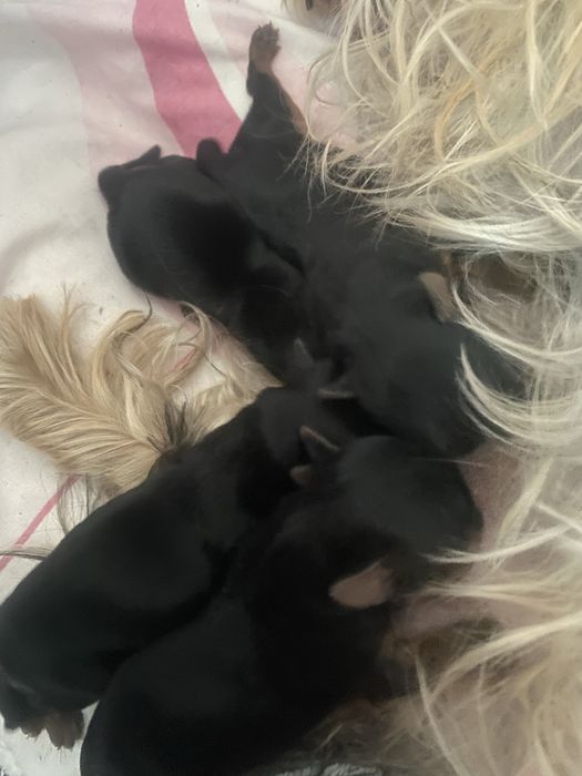 York śliczna sunia mini na kolanko