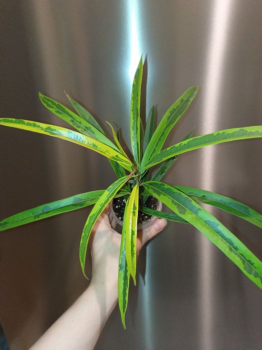 Фікус біннендійка Амстел Грін Голд фикус Али вариегатный