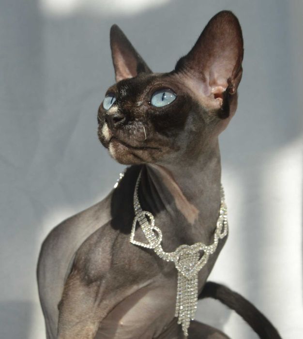 Meah sfinks  kotka niebiesooka o hipnotyzującym spojrzeniu