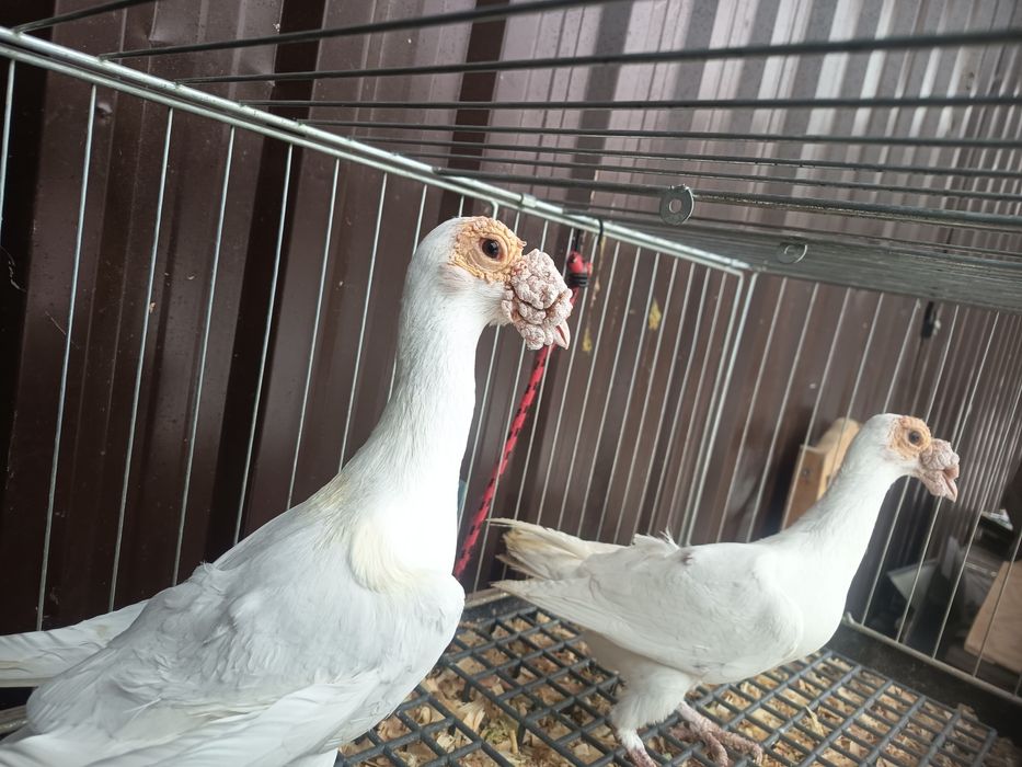 Sprzedam gołębie