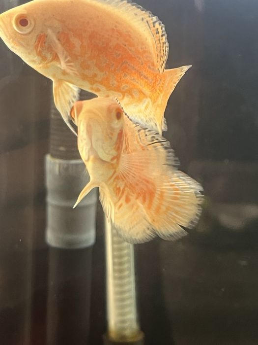 Oscar Red tiger/red Nemo/ red chilli GRADE A