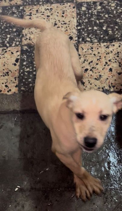 Cãezinhos para doação