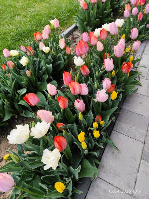 Cebulki tulipanów mix