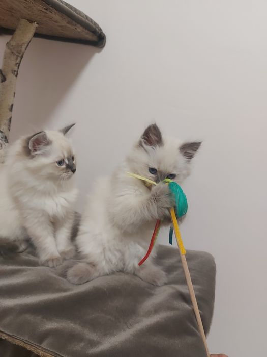 Кошенята з родовидом Невські маскарадні