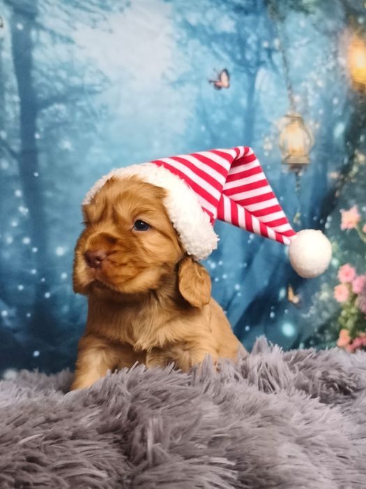 UNIKAT Cocker Spaniel bardzo dobra jakość  rodowód wyprawka paszport