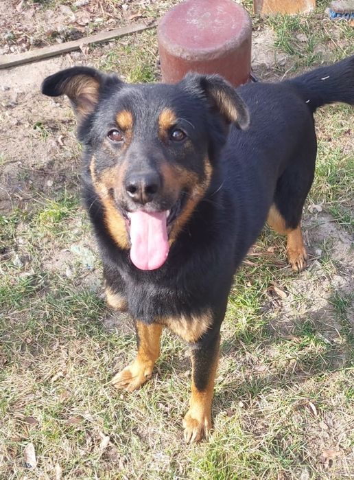 Rico siedzi w mordowni pomóż go stamtąd wyciągnąć! Adopcja tymczas