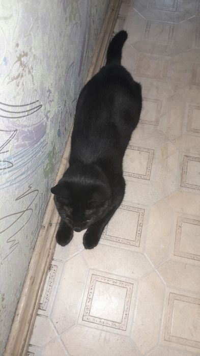 Кошечка Эмми ищет семьб