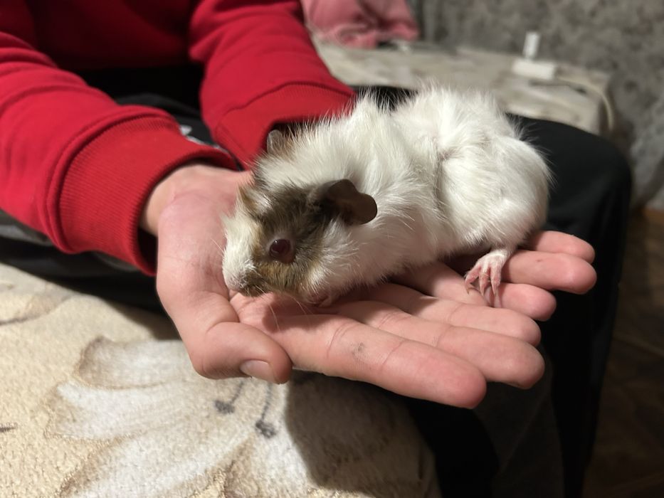 Продам морських свинок