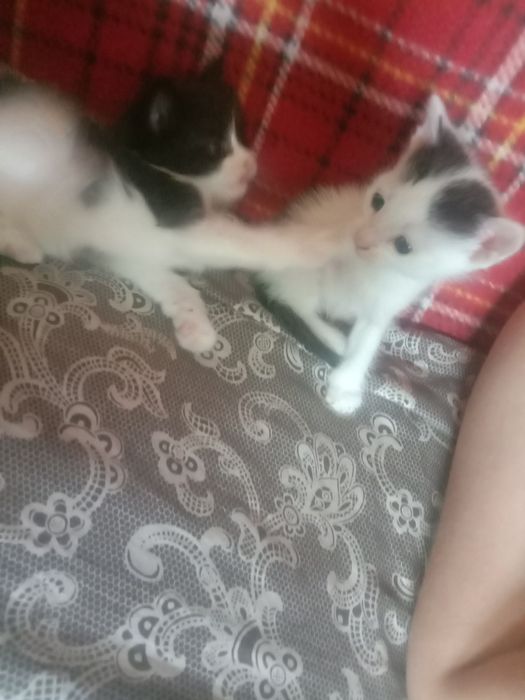 Котята ищут своих хозяев