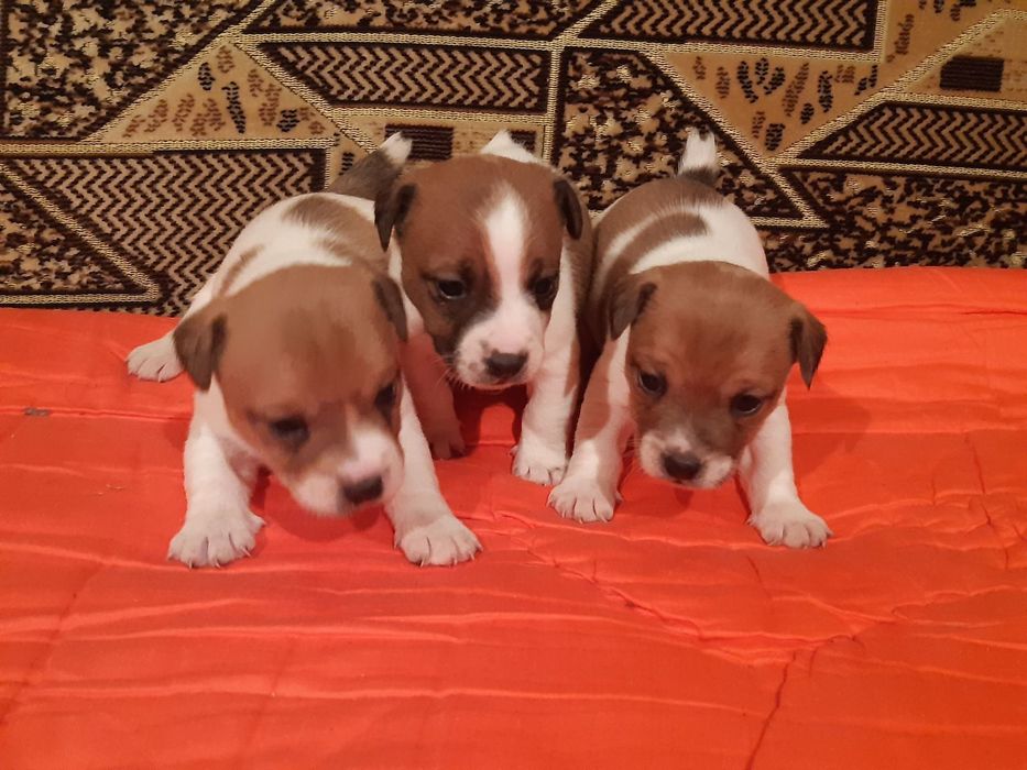 Джек Рассель  неповторний друг