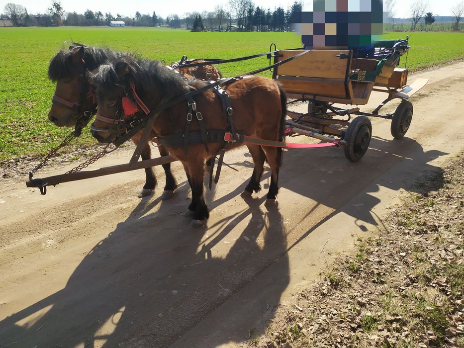 Sprzedam dwie klacze kuc .