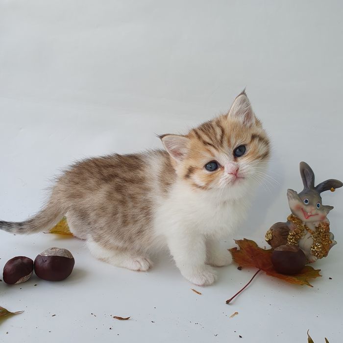 Британские котята, клубные котики, кошечки. Есть разные окрасы г. Киев