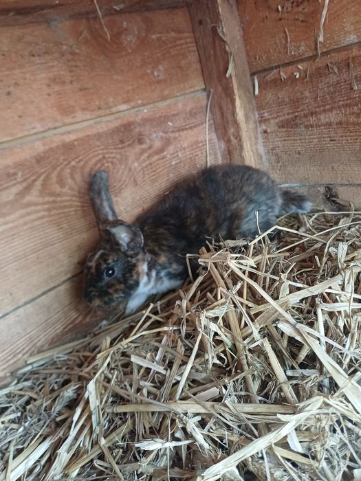 króliki rasy rex trójbarwny I gepard