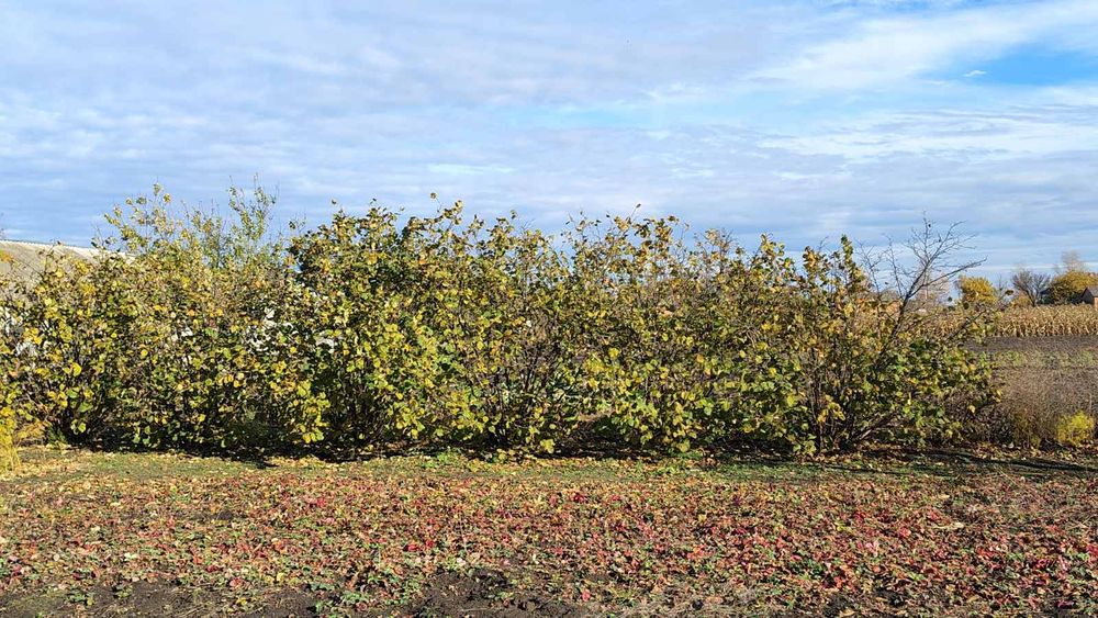Продається будинок в селі Мартиновичі (можно по СЕРТИФІКАТУ).