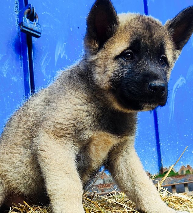 Класні  чистокровні