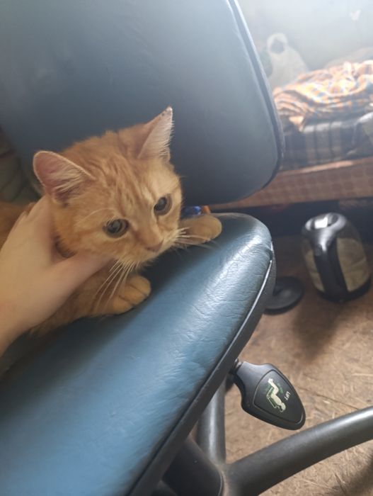 Віддам безкоштовно