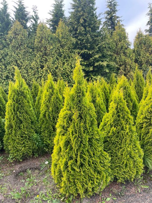 Duże tuje Szmaragd 270cm. Tuje na żywopłot