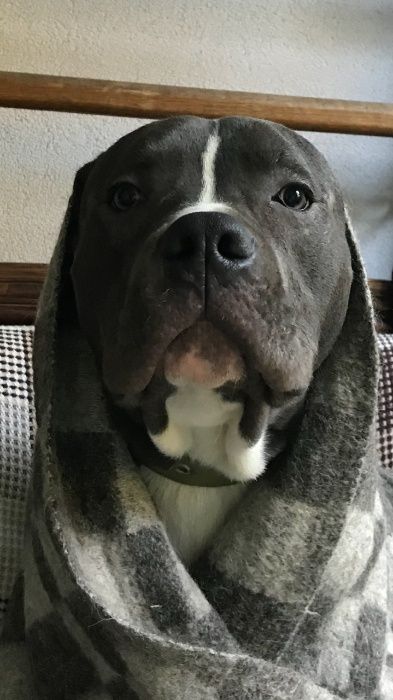 Передержка собак (животных), частный дом район пр. Гагарина.