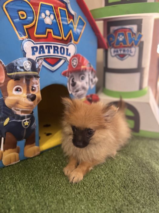 Sptiz  machoexcelente miniatura larenja