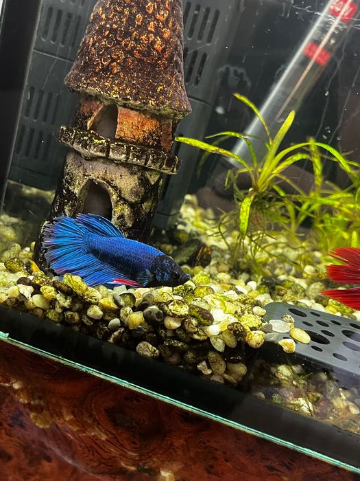 Рибки півники betta