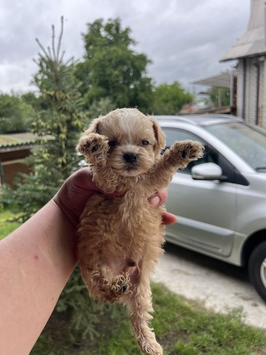 Мальтипу щенки супер!