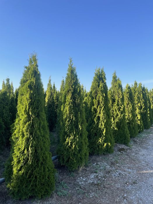 Duża Tuja Szmaragd 250cm PRODUCENT‼️Wysokie Thuje Brabant, Świerki
